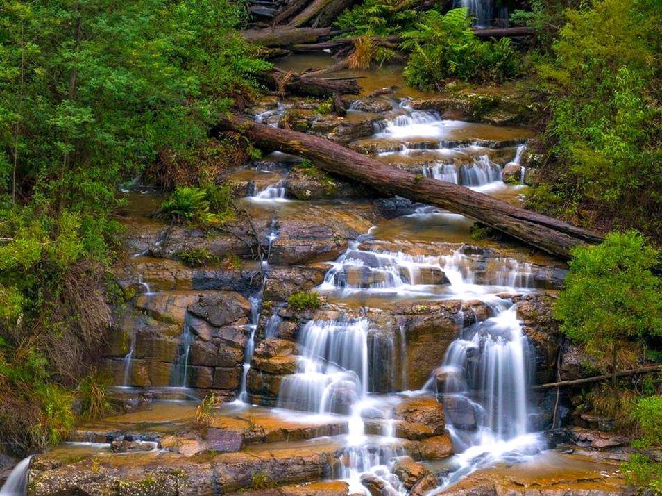 Discovering the Natural Treasures of Kinglake National Park