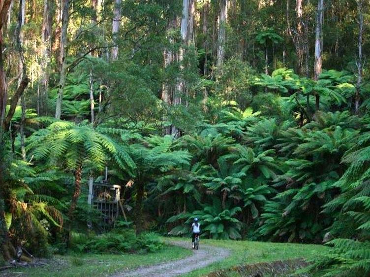 Discover the Warburton Trail: Ideal for Cyclists and Pedestrians